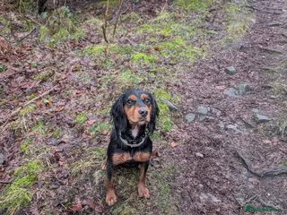 Cocker Spaniel dogs Stunning Working Cocker - Advert 1