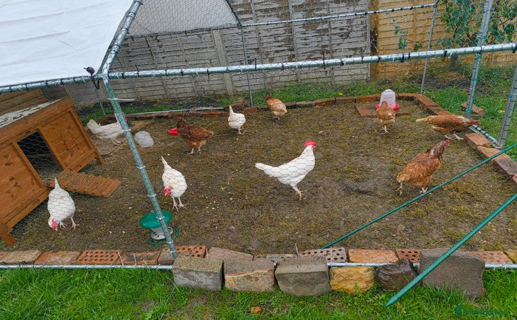 Chickens poultry - Advert 1