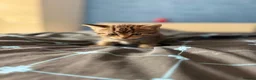 Mixed Breed cats for sale: 4 gorgeous kittens left  in Wisbech - Advert 5