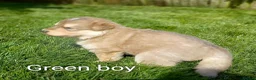 German Shepherd dogs for sale: Gorgeous German Shepherd pups for sale - Advert 21