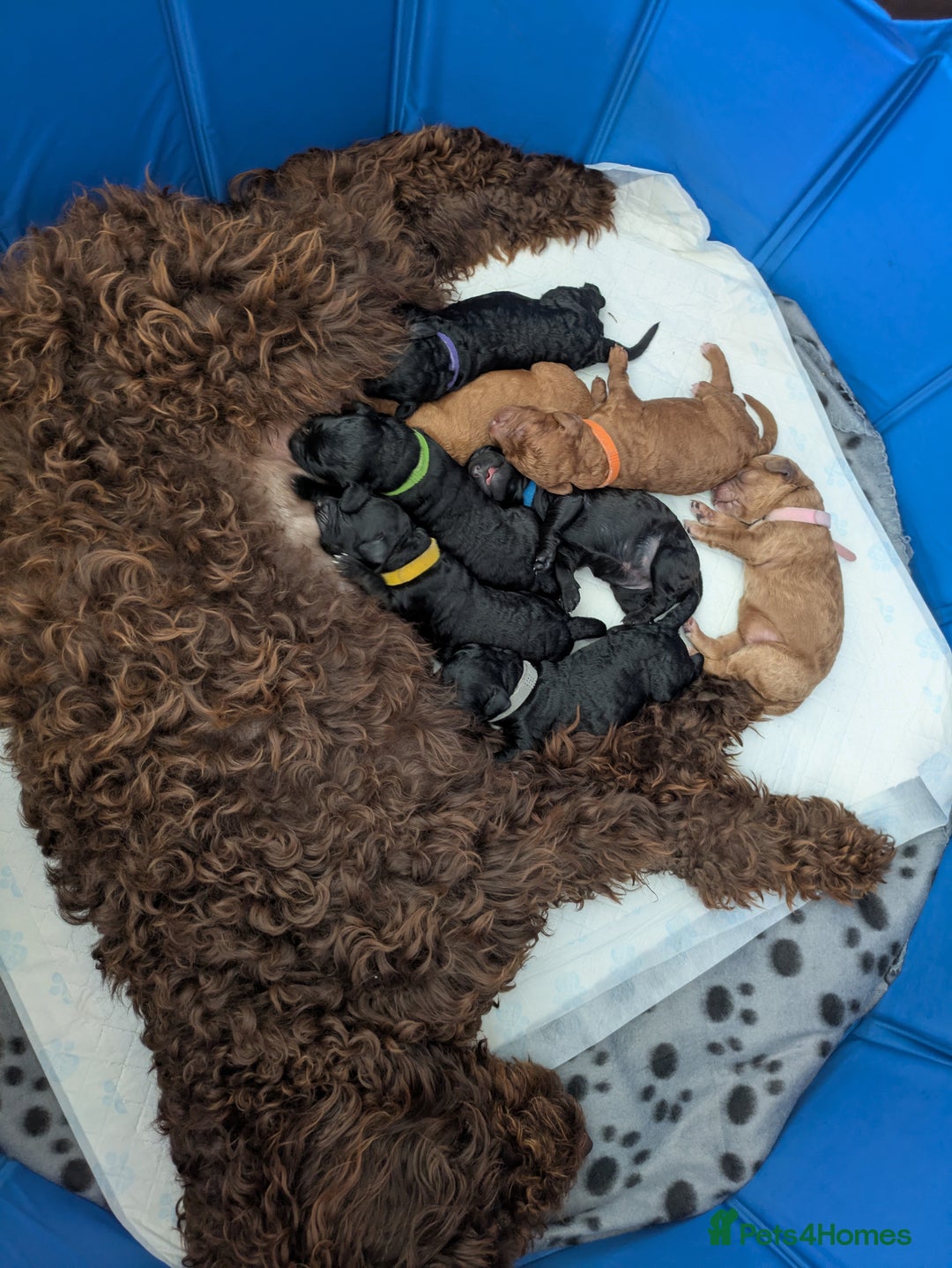 Cockapoo dogs for sale: Cockapoo puppies  - Image 5
