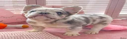 French Bulldog dogs for sale: 💞LILAC&NEW SHADE FLUFFY💞 - Advert 1