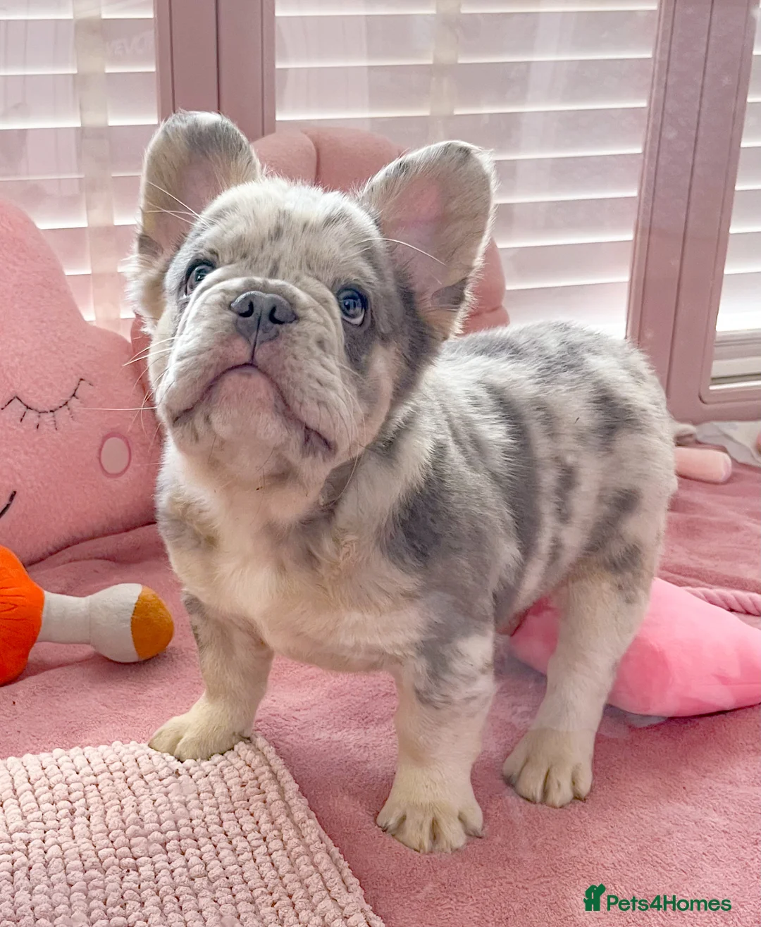 French Bulldog dogs for sale: 💞LILAC&NEW SHADE FLUFFY💞 - Advert 1