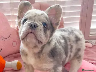 French Bulldog dogs 💞LILAC&NEW SHADE FLUFFY💞 - Advert 3