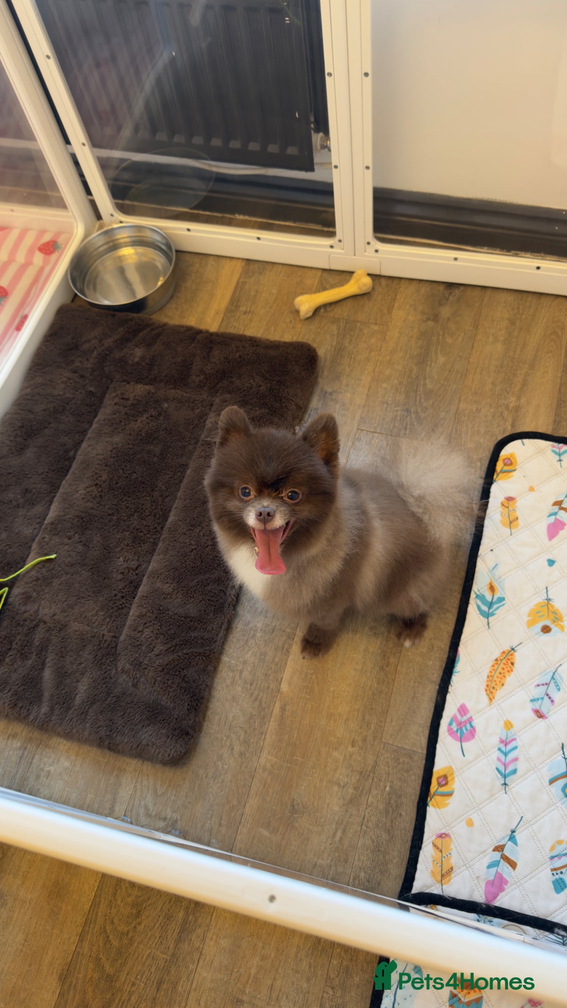 Pomeranian dogs PROVEN STUD KC RUSSIAN CHAMPION LINES POMERANIAN  - Advert 5
