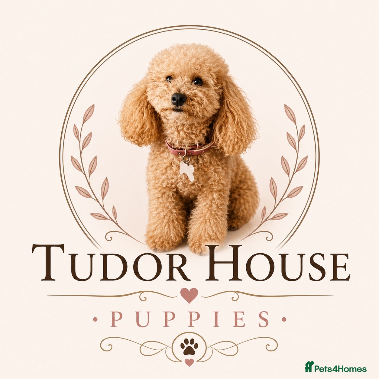Toy Poodle dogs Exceptional KC Registered Toy Poodle Puppies - Advert 2