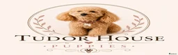 Toy Poodle dogs for sale: Exceptional KC Registered Toy Poodle Puppies - Advert 2