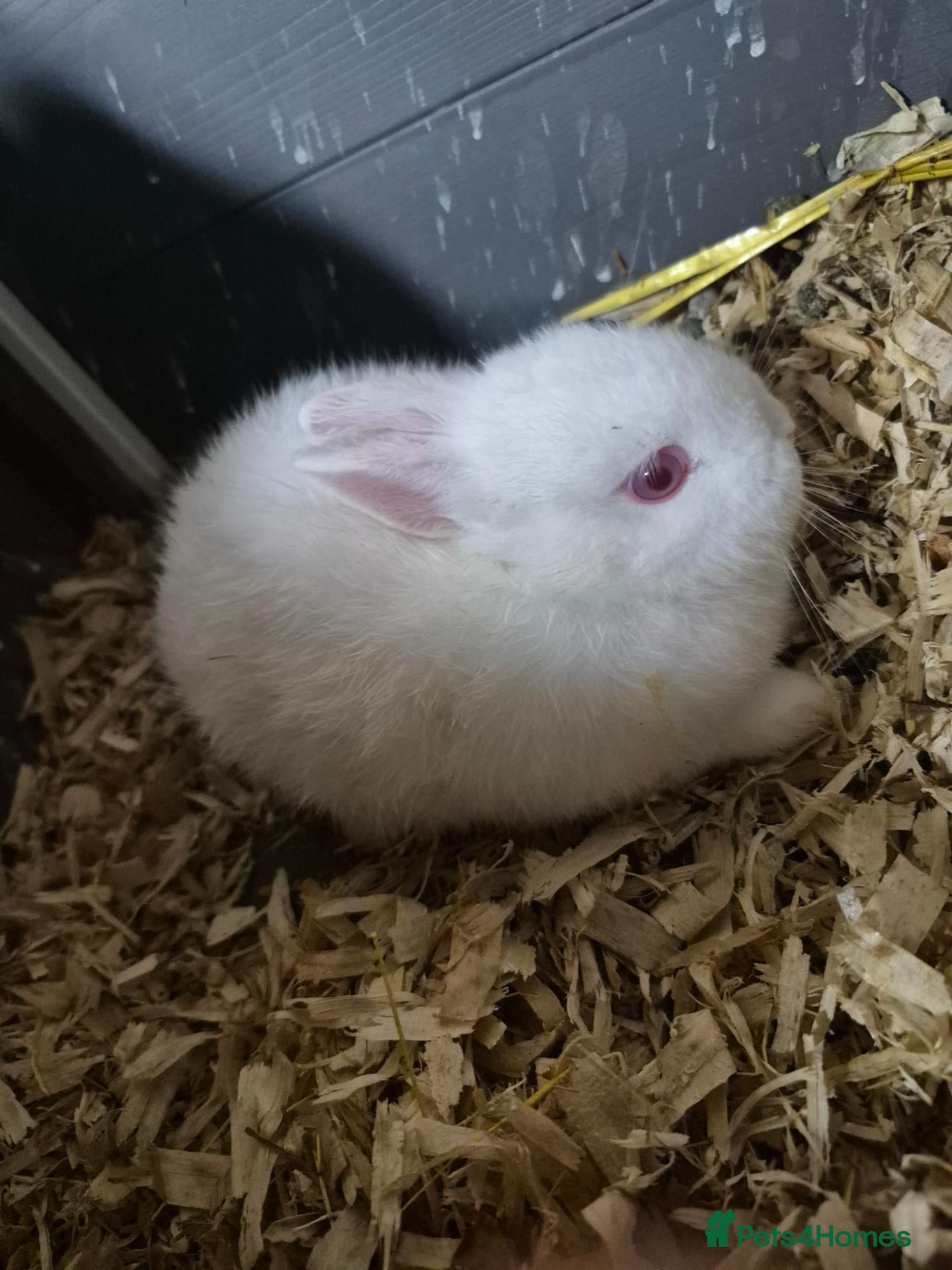 Netherland Dwarf rabbits Netherland dwarf 8 week old doe - Advert 2