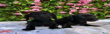 Miniature Dachshund 5