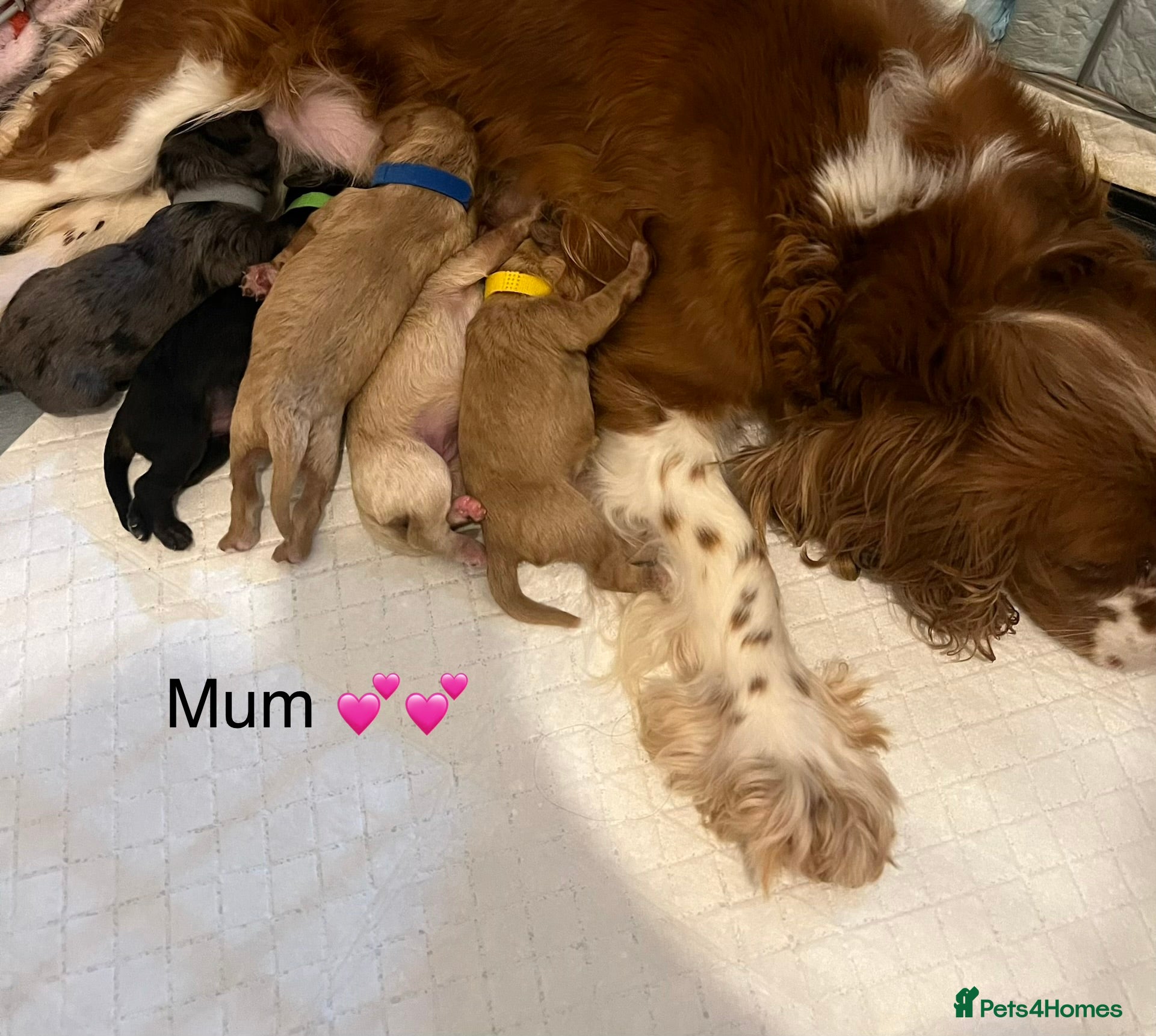 Cavapoo dogs 5 beautiful cavapoos ready in July 🐶🐶 - Advert 1