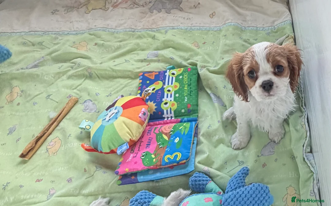 Cavalier King Charles Spaniel dogs for sale: Kc registered cavalier king charles puppies - Advert 4