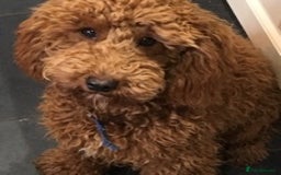 Cavapoo dogs for stud: KC miniature poodle for stud in Alford - Image 7