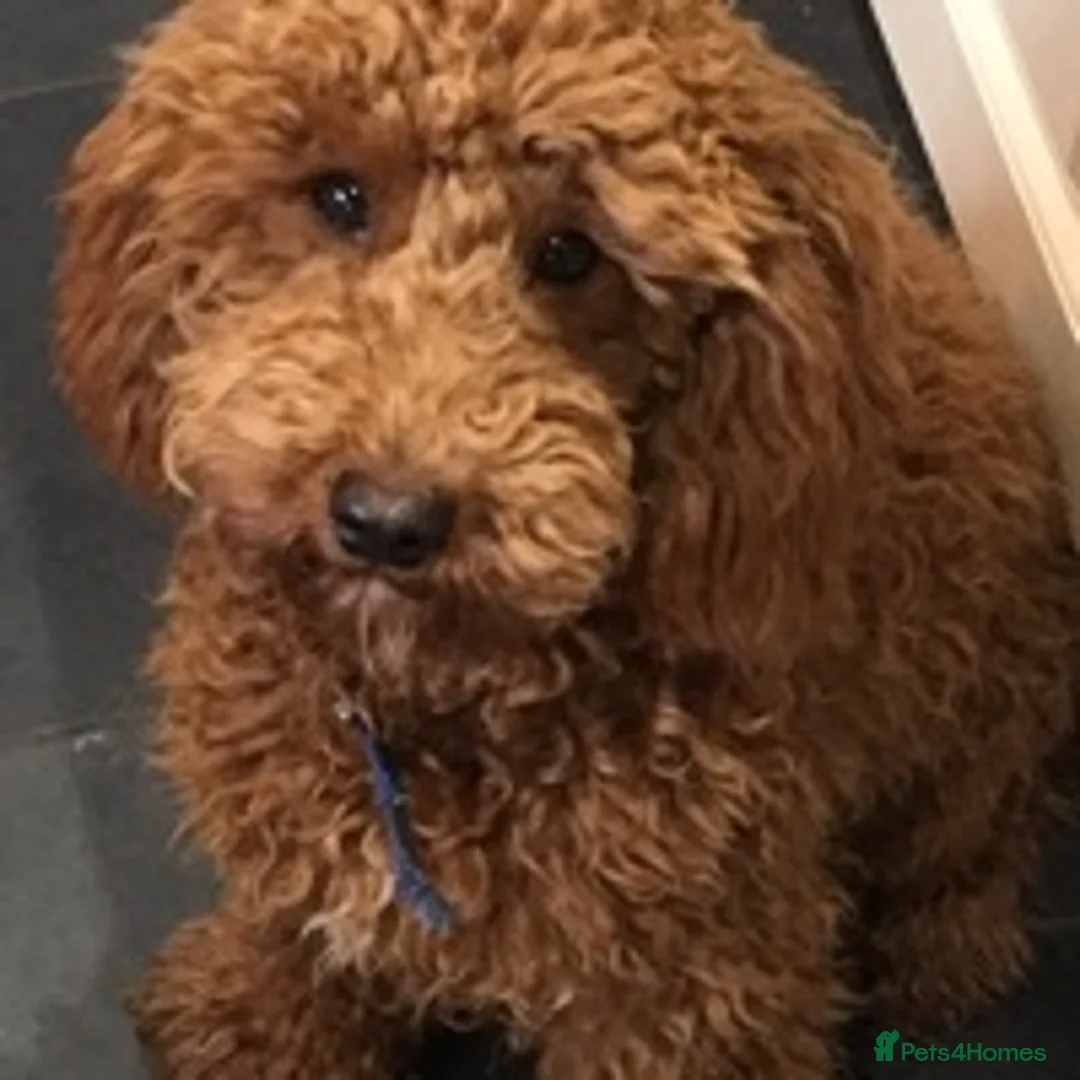 Cavapoo dogs for stud: KC miniature poodle for stud in Alford - Advert 7