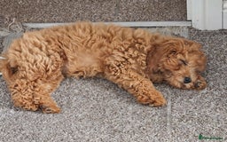 Cockapoo dogs for sale: 15 week old female Cockapoo - rehoming - Image 6