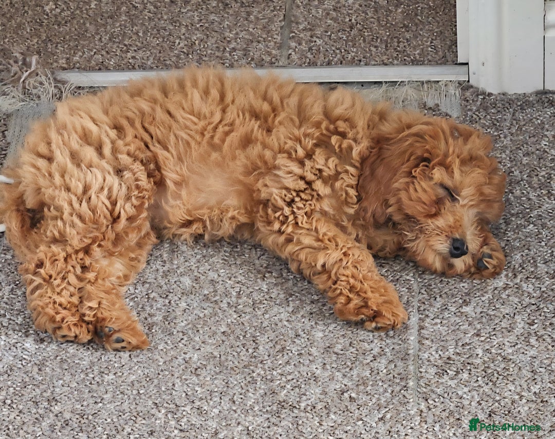Cockapoo dogs for sale: 15 week old female Cockapoo - rehoming - Image 6