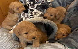 Cockapoo dogs for sale: Cockapoo Puppies – Well Socialised and beautiful  - Advert 17