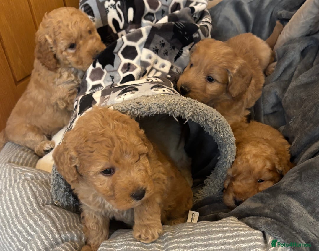 Cockapoo dogs for sale: Cockapoo Puppies – Well Socialised and beautiful  - Advert 17