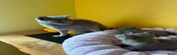 Russian Blue cats for sale: TICA REGISTERED Pure Breed Russian Blue Kittens - Advert 11