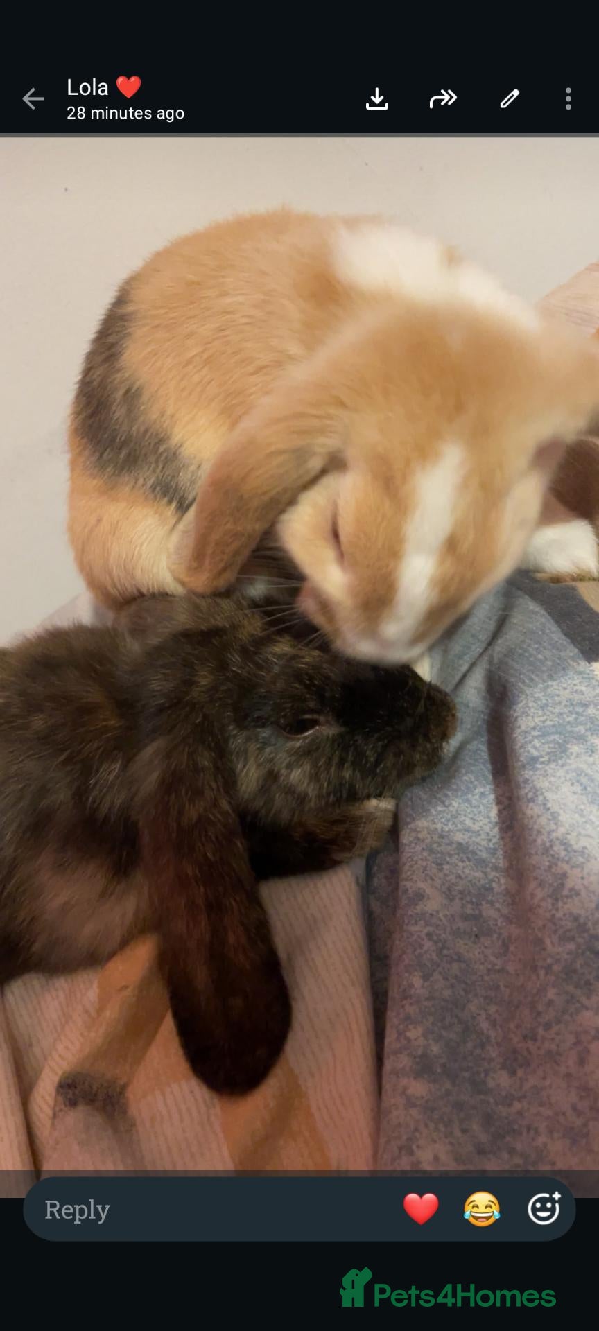 Mini Lop rabbits Bonded male rabbits  - Advert 13