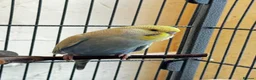 Budgerigars birds for sale: Pair of budgies  - Advert 7