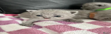 British Shorthair 1 red collar