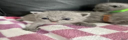 British Shorthair cats for sale: Gorgeous British shorthair kittens  - Advert 8
