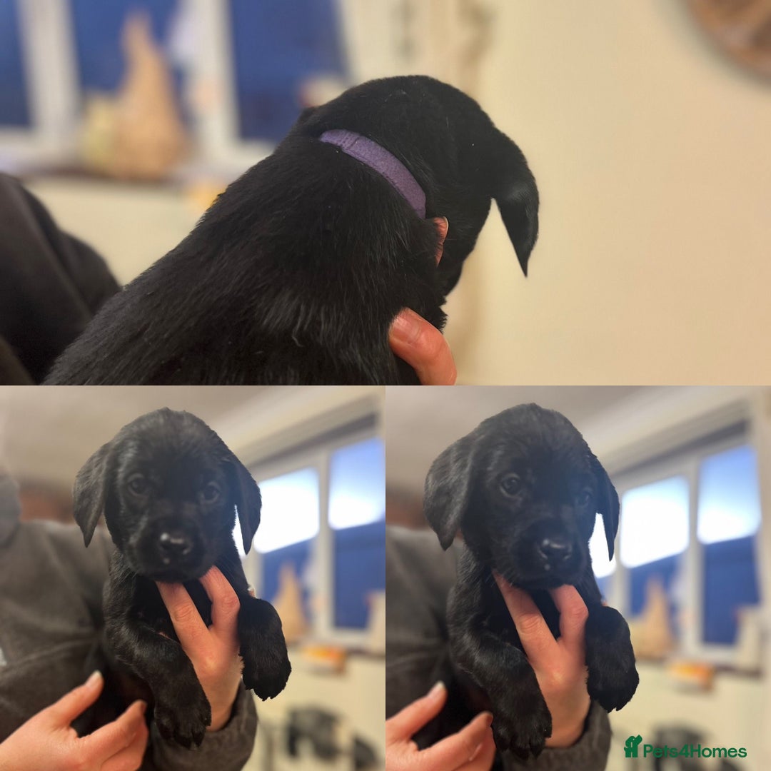 Mixed Breed dogs for sale: Labrador cross puppies - Advert 7