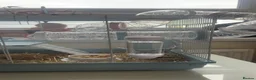 Hamster rodents for sale: male dwarf hamster with cage and accessories  in North Shields - Advert 4