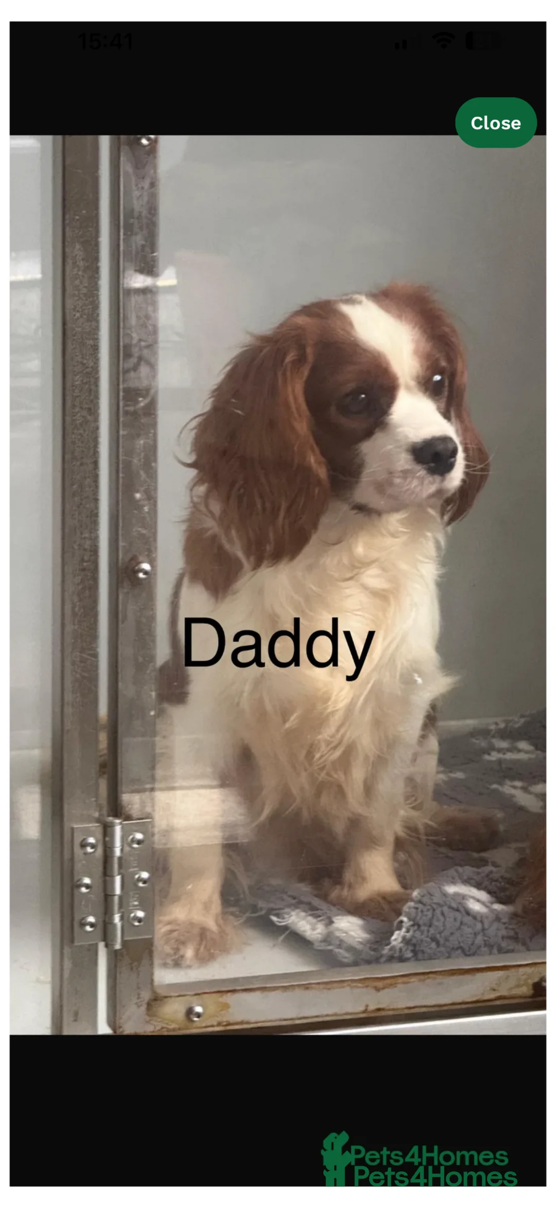 Cavalier King Charles Spaniel dogs for sale: Royal kennel club cavalier puppies dna clear - Advert 2