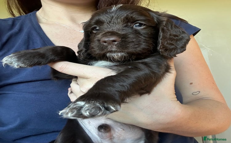 Cocker Spaniel dogs - Advert 1