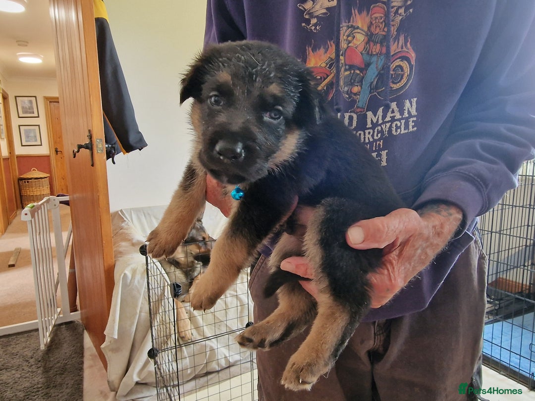 German Shepherd dogs for sale: German Shepherd puppies - Image 5