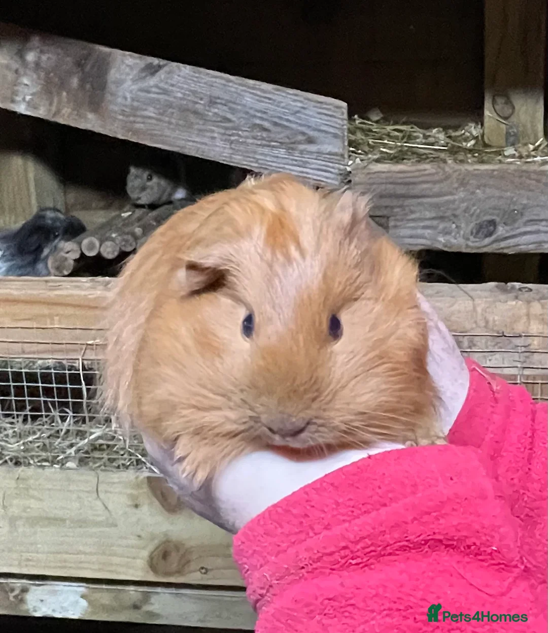 Guinea Pig rodents for sale: TWO BONDED GUINEA PIG BABY SISTERS  - Advert 1