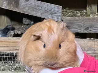 Guinea Pig rodents TWO BONDED GUINEA PIG BABY SISTERS - Advert 1