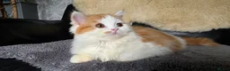 Scottish Fold cats for sale: Last two kittens ready to go immediately - Advert 10