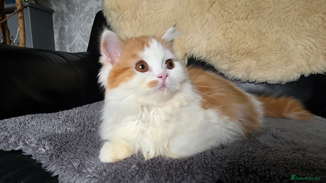 Scottish Fold cats for sale: Last two kittens ready to go immediately - Advert 10