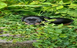 Miniature Dachshund dogs for sale: Smooth haired minature dacshund  - Image 6