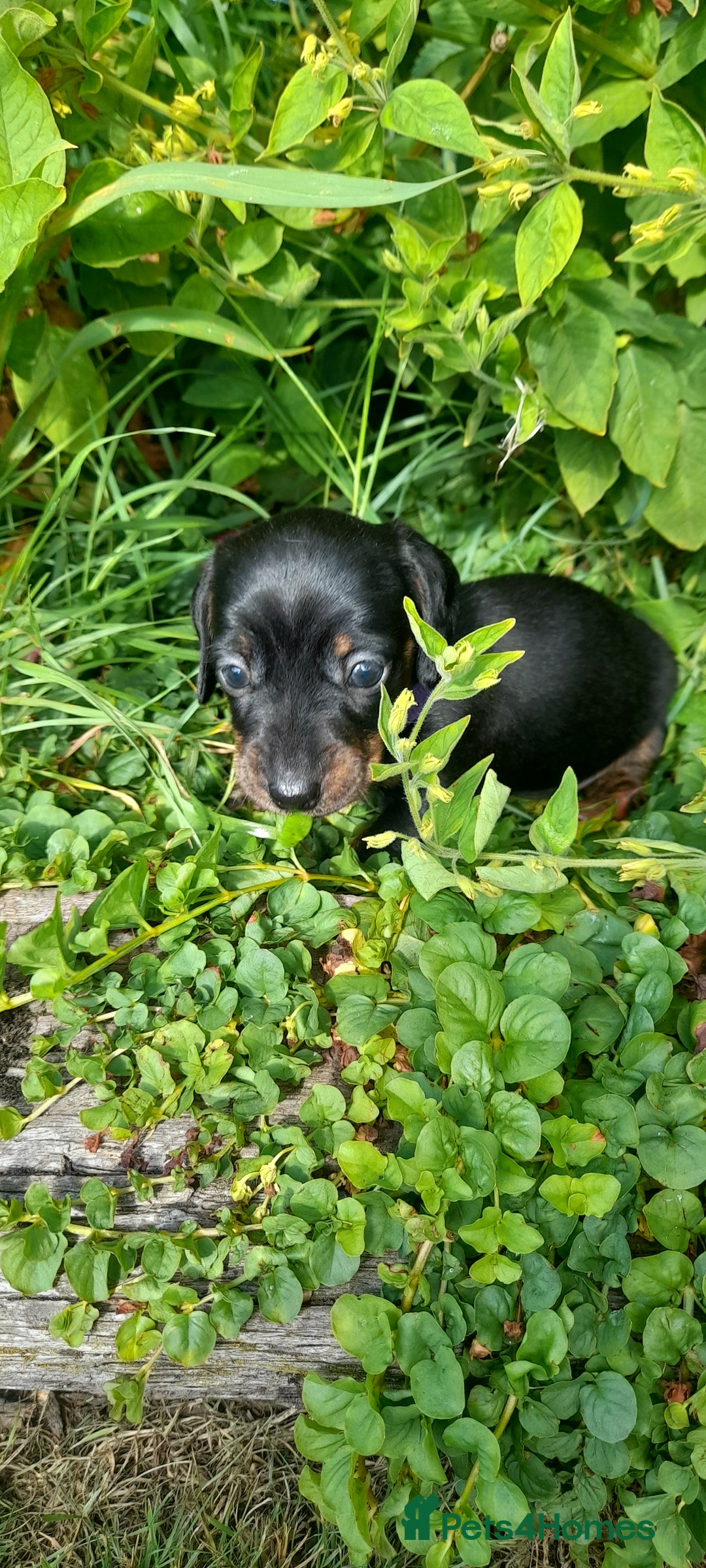 Miniature Dachshund dogs for sale: Smooth haired minature dacshund  - Image 6