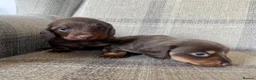 Miniature Dachshund dogs for sale: KC reg  breed standard Miniature Dachshund puppies - Advert 10