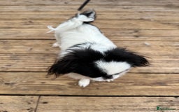 Japanese Chin dogs for sale: female - Advert 26