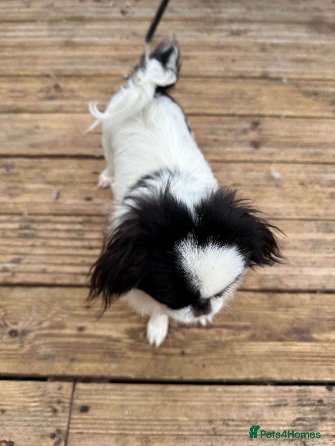 Japanese Chin dogs for sale: female - Advert 26