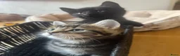 Mixed Breed cats for sale: 3 Beautiful Female Kittens, Black and Two Tabby  - Advert 11