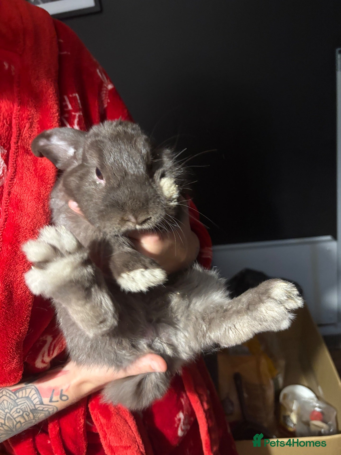 Mixed Breed rabbits Bernard Bunny - Advert 6
