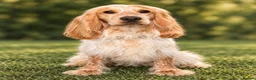 Cocker Spaniel dogs for stud: 🐶KENBLOOM PATH TO GLORY FOR STUD🐶 - Advert 2
