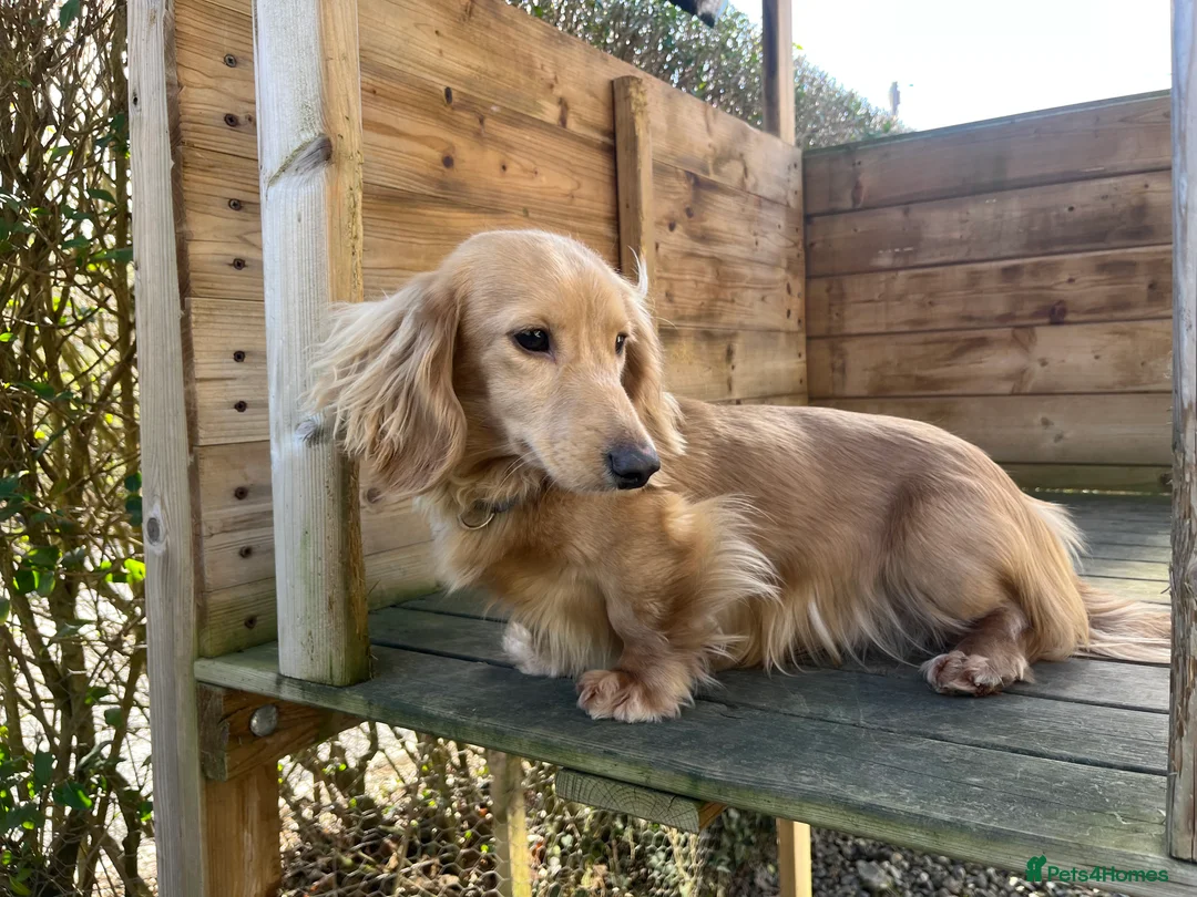Dachshund dogs for stud: 🤍PROVEN MINIATURE KC CREAM LONG HAIRED DACHSHUND  in Llansantffraid - Advert 9