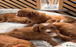 Cavapoochon dogs for sale: Cavapoochon Puppies - Ready 16 October - Image 8