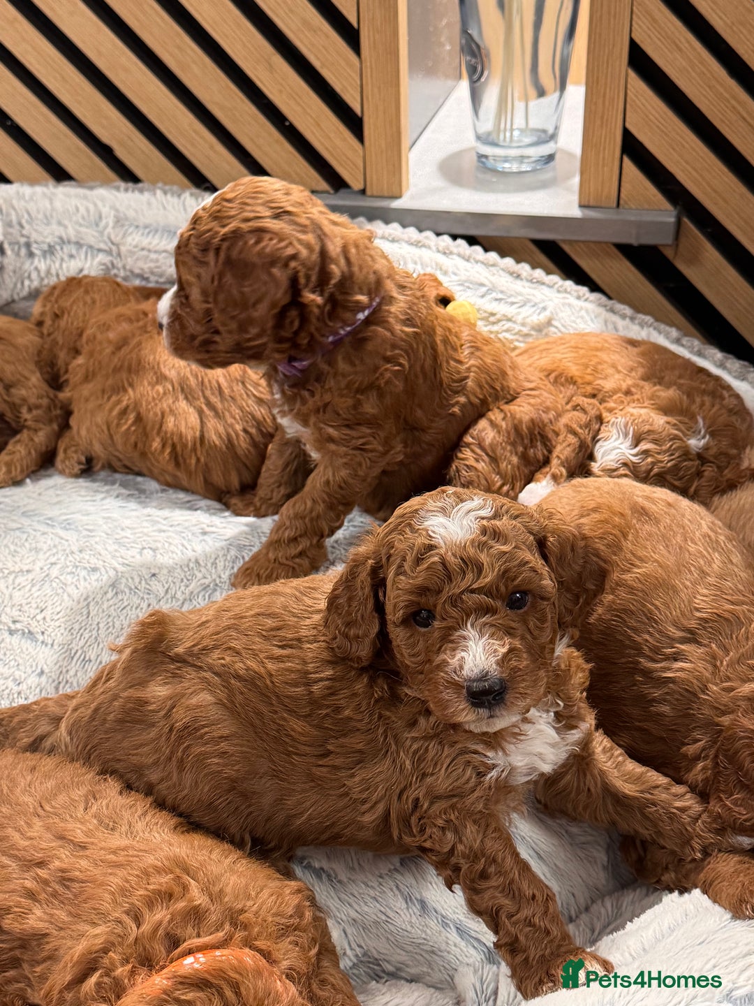 Cavapoochon dogs for sale: Cavapoochon Puppies - Ready 16 October - Image 8
