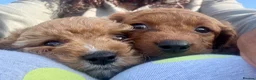 Cavapoo dogs for sale: Dog Trainer’s Cavapoo fur babies   - Advert 12
