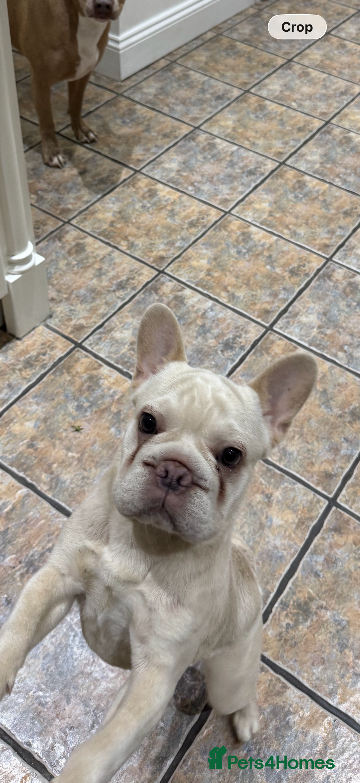 French Bulldog dogs Beautiful French Bulldog Pup Yogi Bear in Folkestone - Advert 2