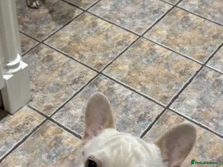 French Bulldog dogs Beautiful French Bulldog Pup Yogi Bear in Folkestone - Advert 2