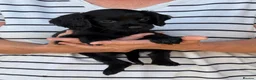Cocker Spaniel dogs for sale: Cocker spaniel puppies - Advert 1